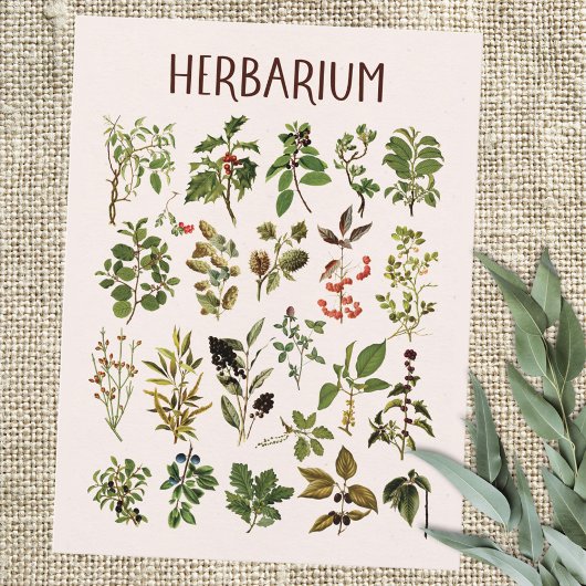 Vintage Herbarium Green Pflanze Chart Postkarte