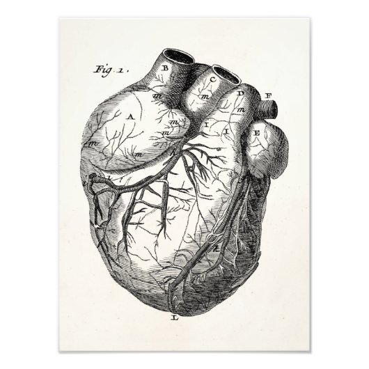 Vintage Herz-Retro-Herzanatomie der 1800er Jahre Fotodruck (Vorne)