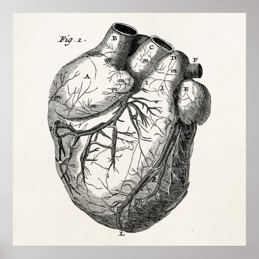 Vintage Herz-Retro-Herzanatomie der 1800er Jahre Poster (Vorne)