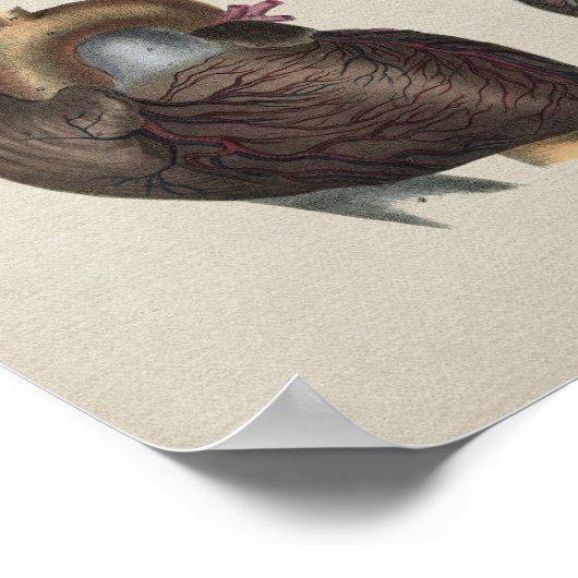 Vintage Herzanatomie Poster (Ecke)