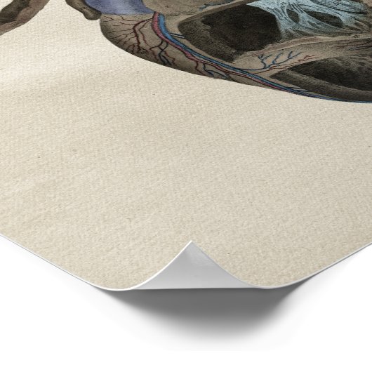 Vintage Herzanatomie Poster (Ecke)