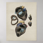 Vintage Herzanatomie Poster (Vorne)