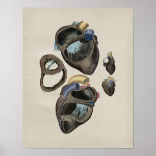 Vintage Herzanatomie Poster