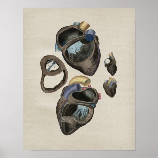 Vintage Herzanatomie Poster (Vorne)