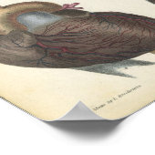 Vintage Herzanatomie Poster (Ecke)