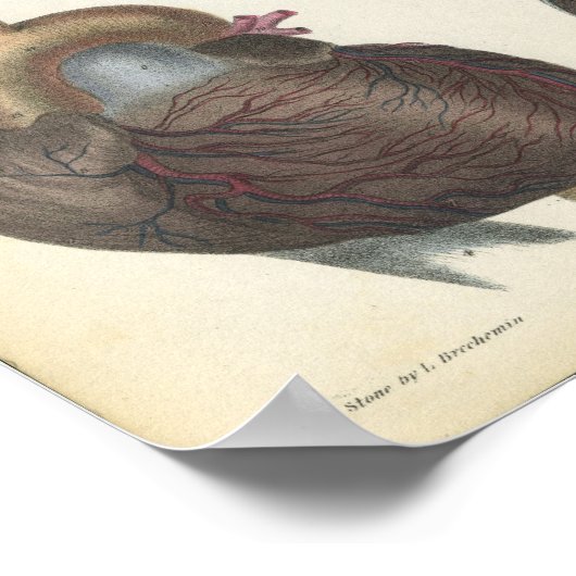 Vintage Herzanatomie Poster (Ecke)