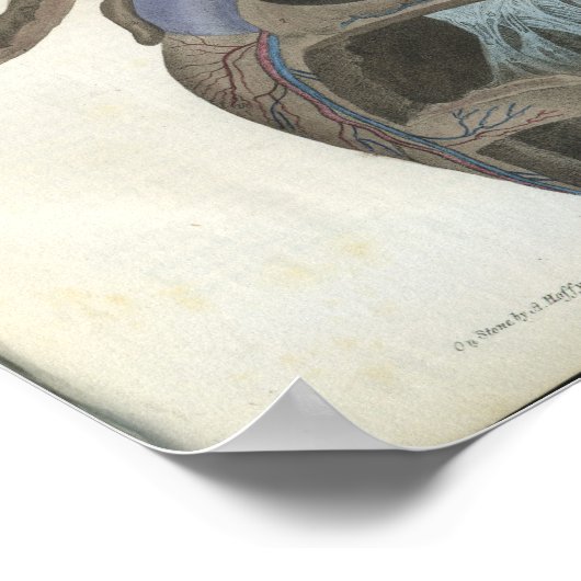 Vintage Herzanatomie Poster (Ecke)