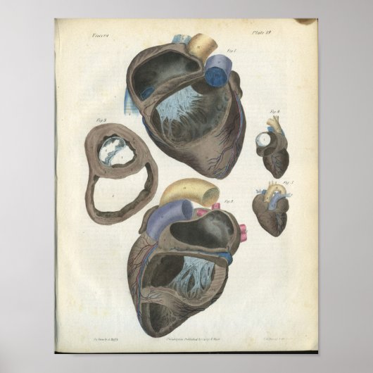 Vintage Herzanatomie Poster (Vorne)