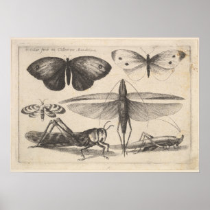 Vintage-Heuschrecke-Entomologie-Insekten-Druck (62 Poster