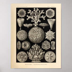 Vintage-Hexakoralle Farbiger Ernst-Haeckel-Druck Poster