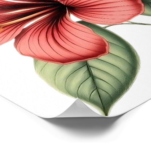 Vintage Hibiscus Poster (Ecke)