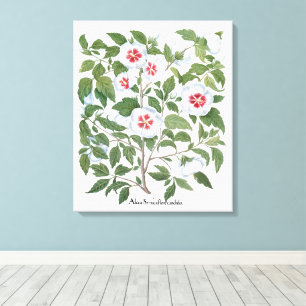 Vintage Hibiskusblüten von Basilius Besler Leinwanddruck