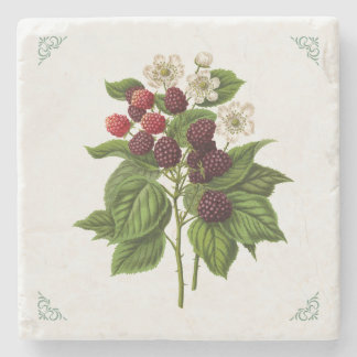 Vintage Himbeeren Fruchtillustration Steinuntersetzer