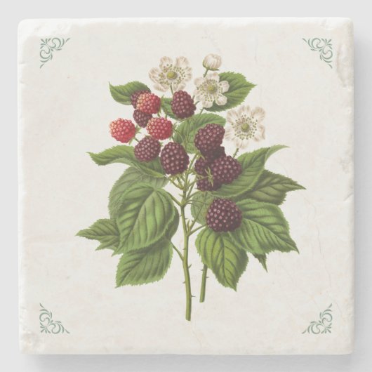 Vintage Himbeeren Fruchtillustration  Steinuntersetzer (Vorderseite)
