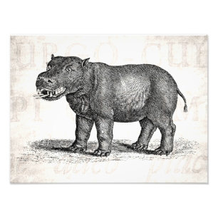 Vintage Hippopotamus-Illustration 1800 - Hippos Fotodruck