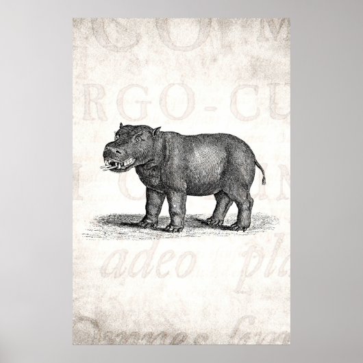 Vintage Hippopotamus-Illustration 1800 - Hippos Poster (Vorne)