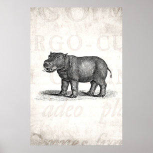 Vintage-Hippopotamus-Illustration aus dem 19. Jahr Poster