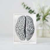 Vintage Hirnpostkarte Postkarte (Stehend Vorderseite)