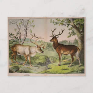 Vintage-Hirsch-Ephemera-Decoupage-Kunst Postkarte