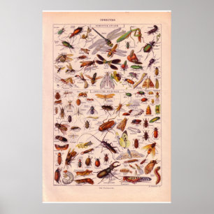 Vintage historische Insekten von 1920 Poster