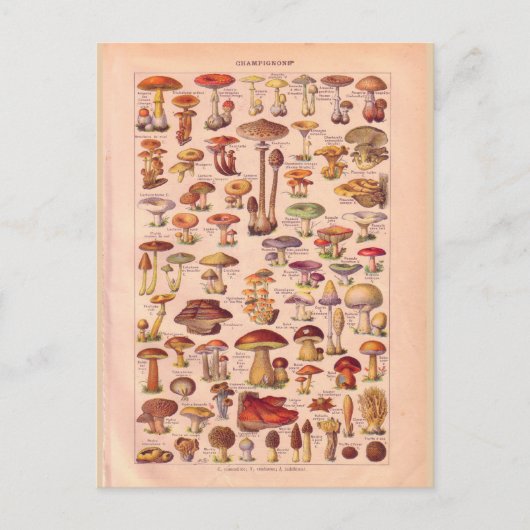 Vintage historische Pilze Postkarte (Vorderseite)
