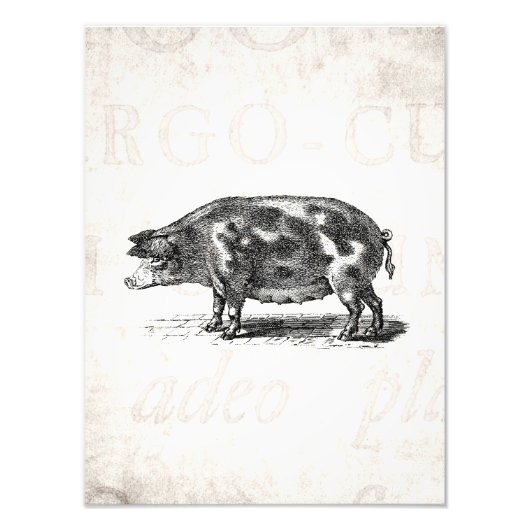 Vintage Hog Illustration auf altes Papier, 1800er Fotodruck (Vorne)