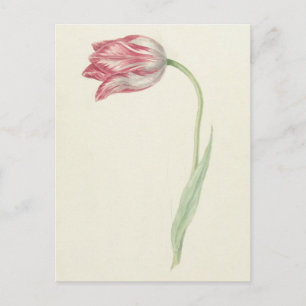 Vintage holländische Kunst: Rosa und Weiße Tulip Postkarte