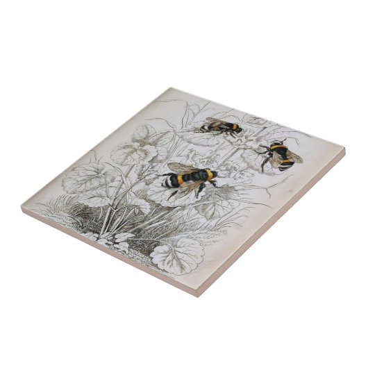 Vintage HoneyBee-Illustration | Fliese (Seite)