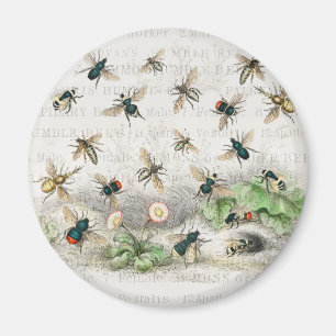 Vintage-Honigbiene- Königin-Biene-Entomologie-Bota Magnet