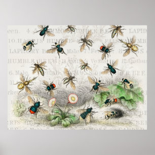 Vintage Honigbiene Königin Biene Entomologie Botan Poster