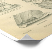 Vintage Horse Anatomie Poster (Ecke)