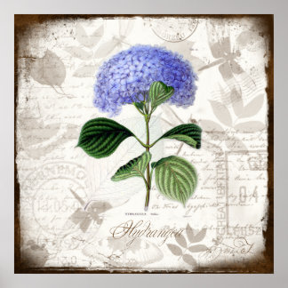 Vintage Hortensie Poster
