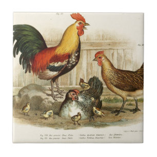 Vintage-Hühnerfamilien-Illustration Fliese