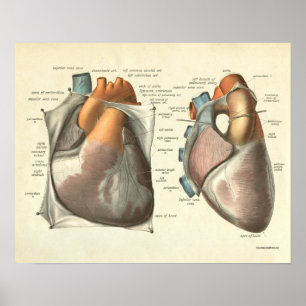 Vintage Human Anatomy Print Heart Muscles Poster