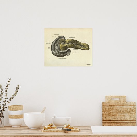 Vintage Human Anatomy Print Pancreas Poster (Küche)