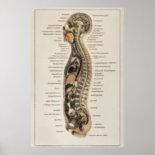 Vintage Human Body Anatomy Chart Poster