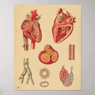 Vintage Human Heart Arteries Anatomy Medical Chart Poster