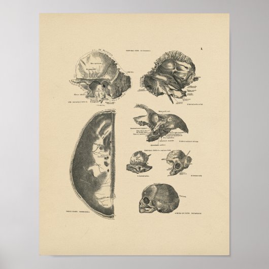 Vintage Human Skull Bones 1880 Print Poster (Vorne)