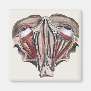 Vintage Humananatomie Wissenschaft, Augäpfel Augen Magnet