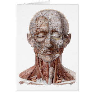 Vintage Humananatomie Wissenschaft, Kopf Kehle Nas