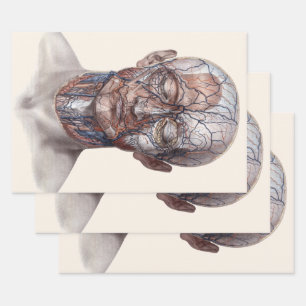 Vintage Humananatomie Wissenschaft, Kopf Kehle Nas Geschenkpapier Set