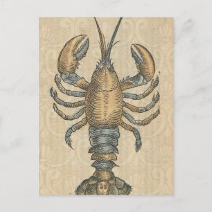 Vintage-Hummer-Illustration: Küsten-Damaskus Postkarte
