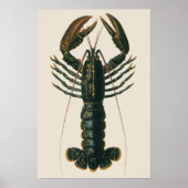 Vintage Hummer, marines Leben Poster (Vorne)