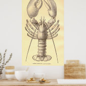 Vintage Hummerdiagramm (1897) Poster (Küche)