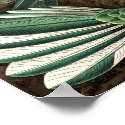 Vintage Humming Birds Poster (Ecke)