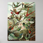 Vintage Humming Birds Poster (Vorne)