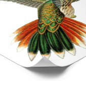 Vintage Hummingbird-Illustration Poster (Ecke)