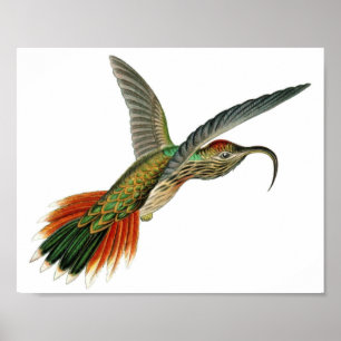 Vintage Hummingbird-Illustration Poster