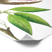 Vintage Hummingbird-Illustration Poster (Ecke)