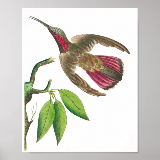 Vintage Hummingbird-Illustration Poster (Vorne)